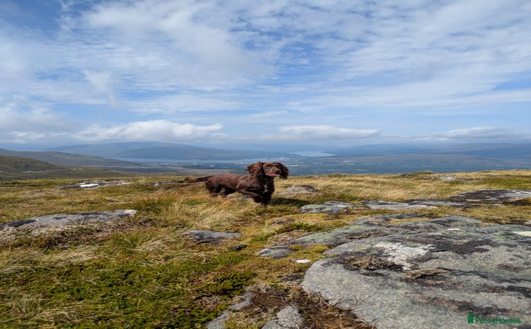 Cockapoo dogs - Advert 13