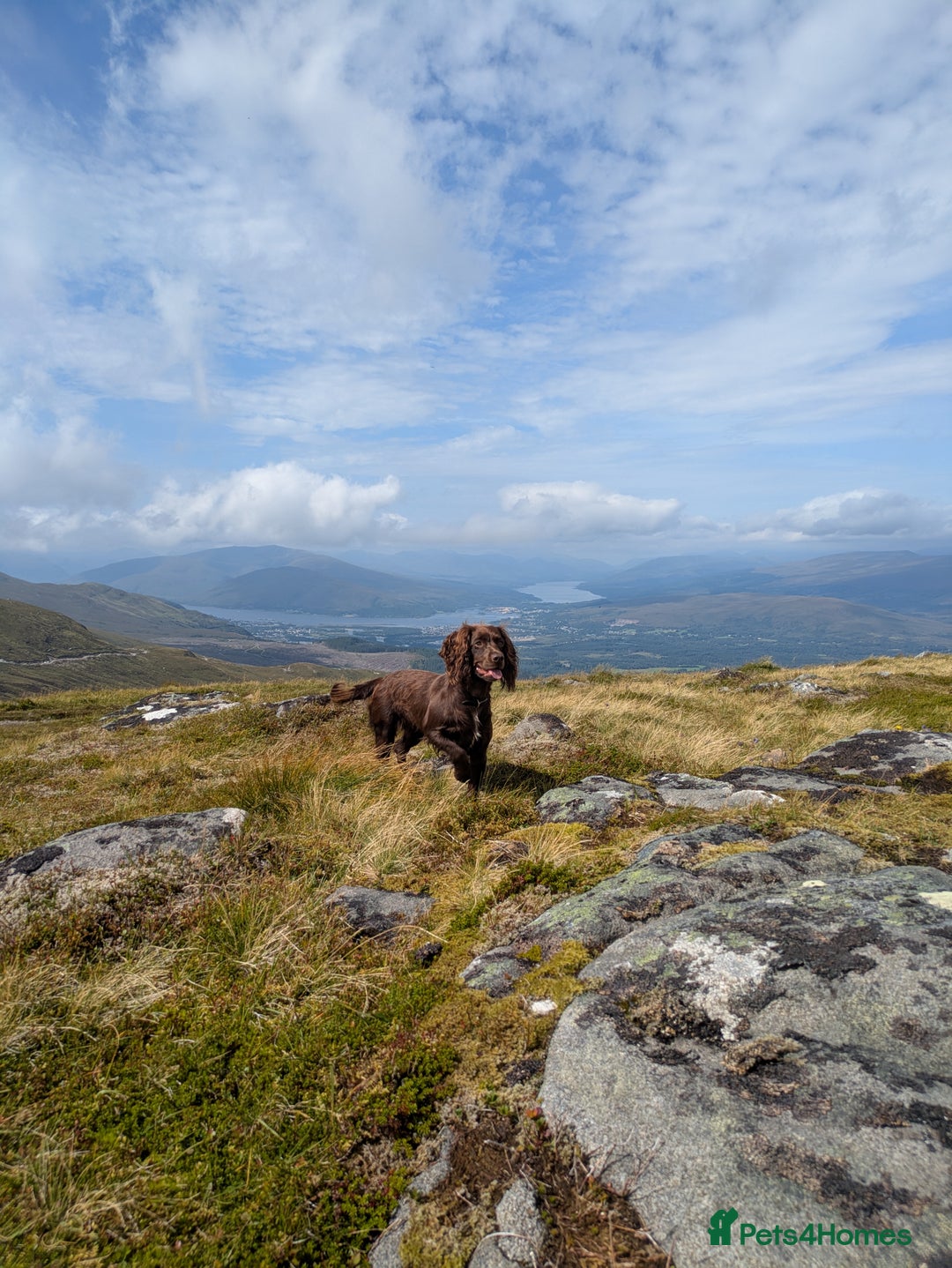 Cockapoo dogs for sale: STUNNING F1 COCKAPOO PUPPIES - Image 1