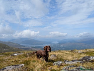 Cockapoo dogs - Advert 36