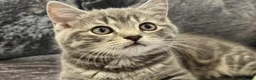 Mixed Breed cats for sale: Grey British Short Hair x British Long hair Kitten - Advert 10