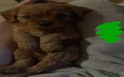 Cavalier King Charles Spaniel dogs for sale: Ruby cavalier king charles puppies  - Image 14