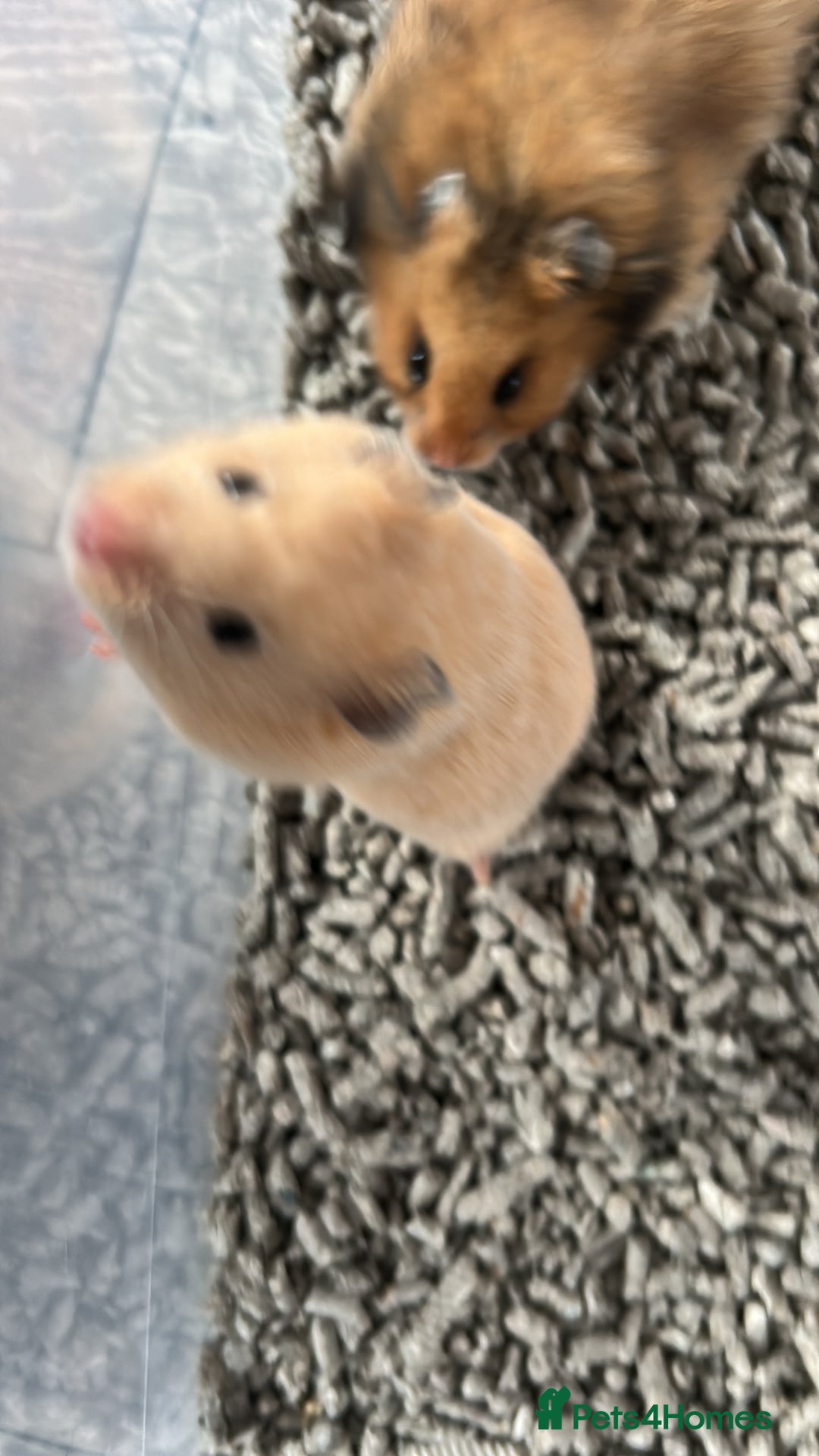 Hamster rodents for sale: Mixed males & female baby Syrian hamsters  - Advert 11