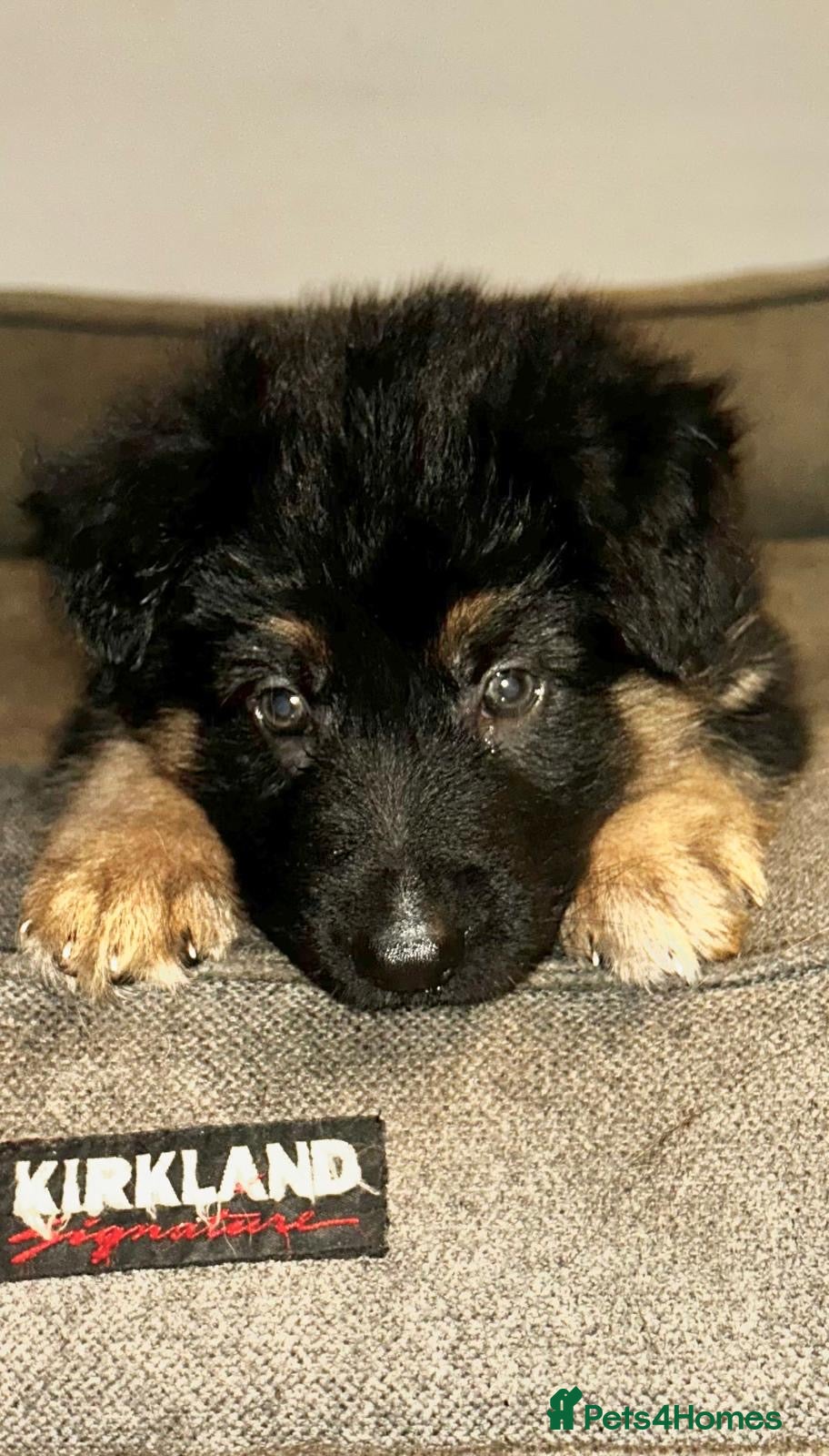 German Shepherd dogs German Shepard puppie - Advert 1