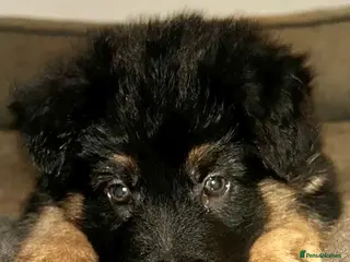 German Shepherd dogs German Shepard puppie - Advert 1