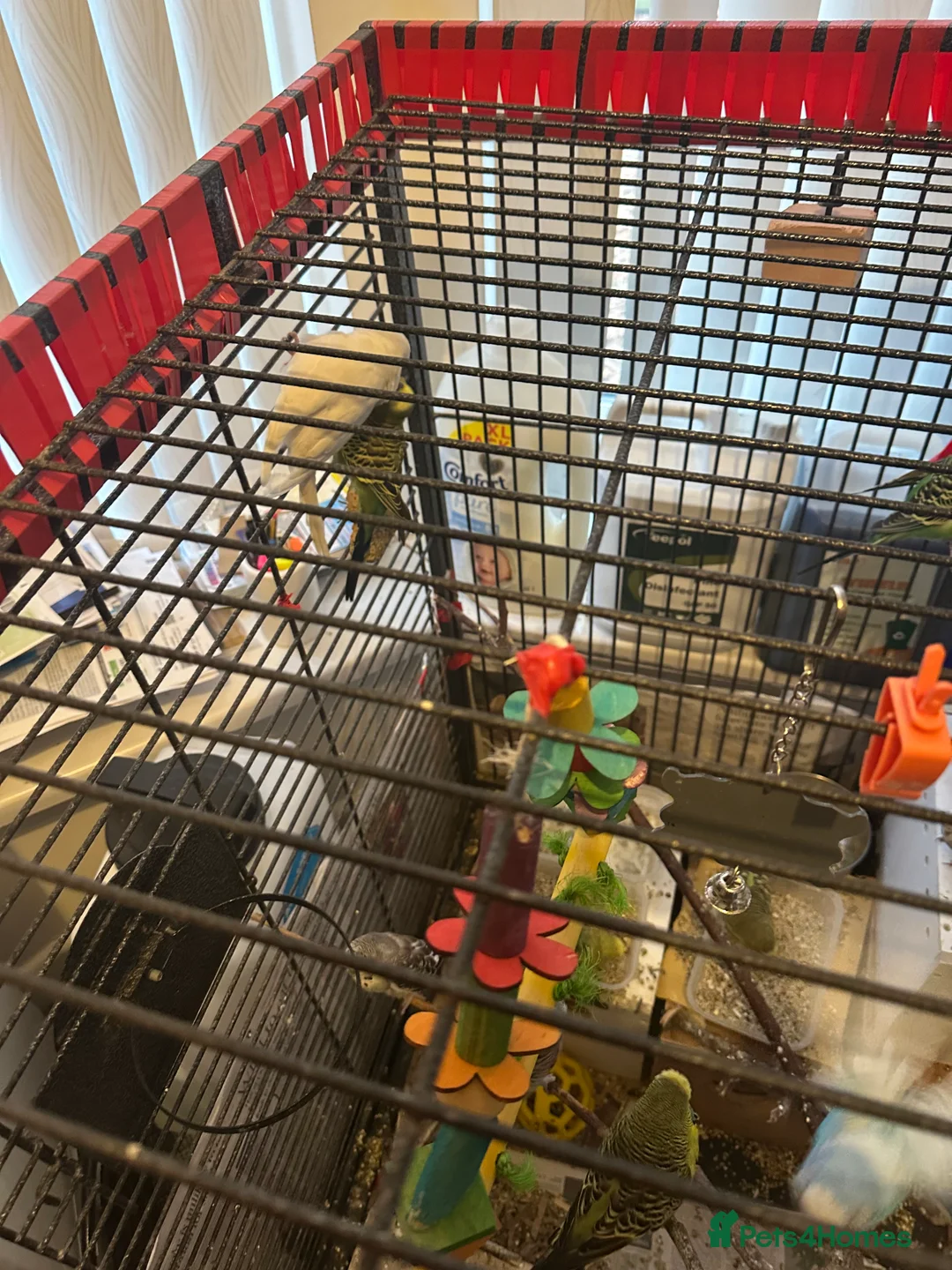 Budgerigars birds for sale: Mixed budgies - Advert 5