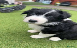 Border Collie dogs for sale: Puppy Border Collie - Image 2