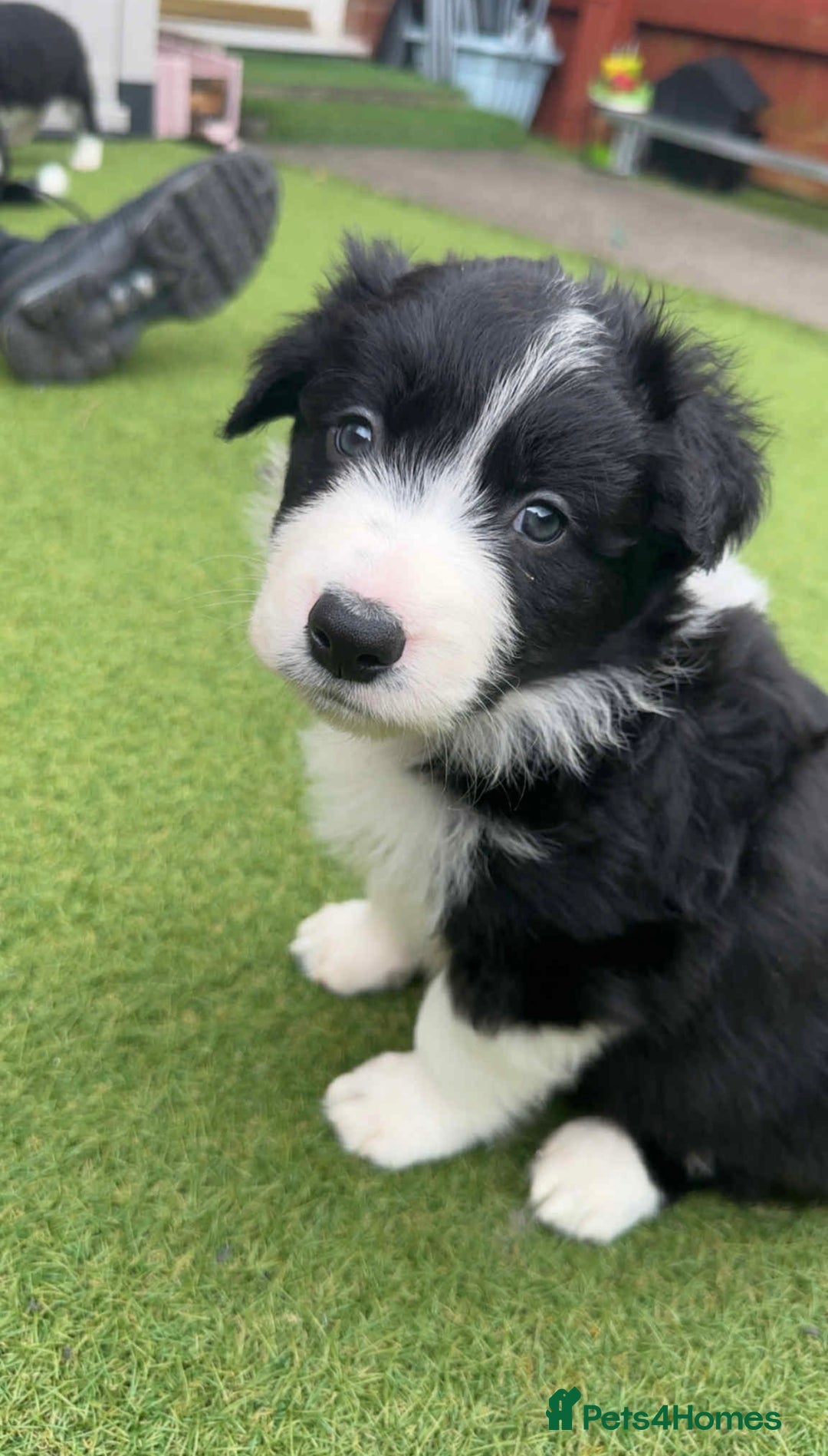 Border Collie dogs for sale: Puppy Border Collie - Image 2