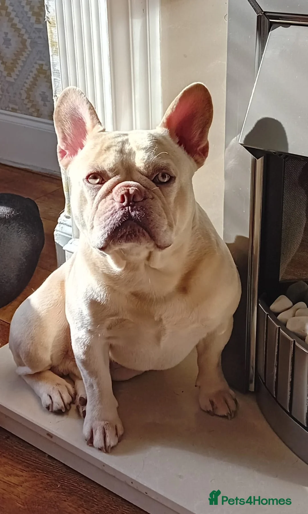 French Bulldog dogs for stud: Kc French bulldog Stud  - Advert 14