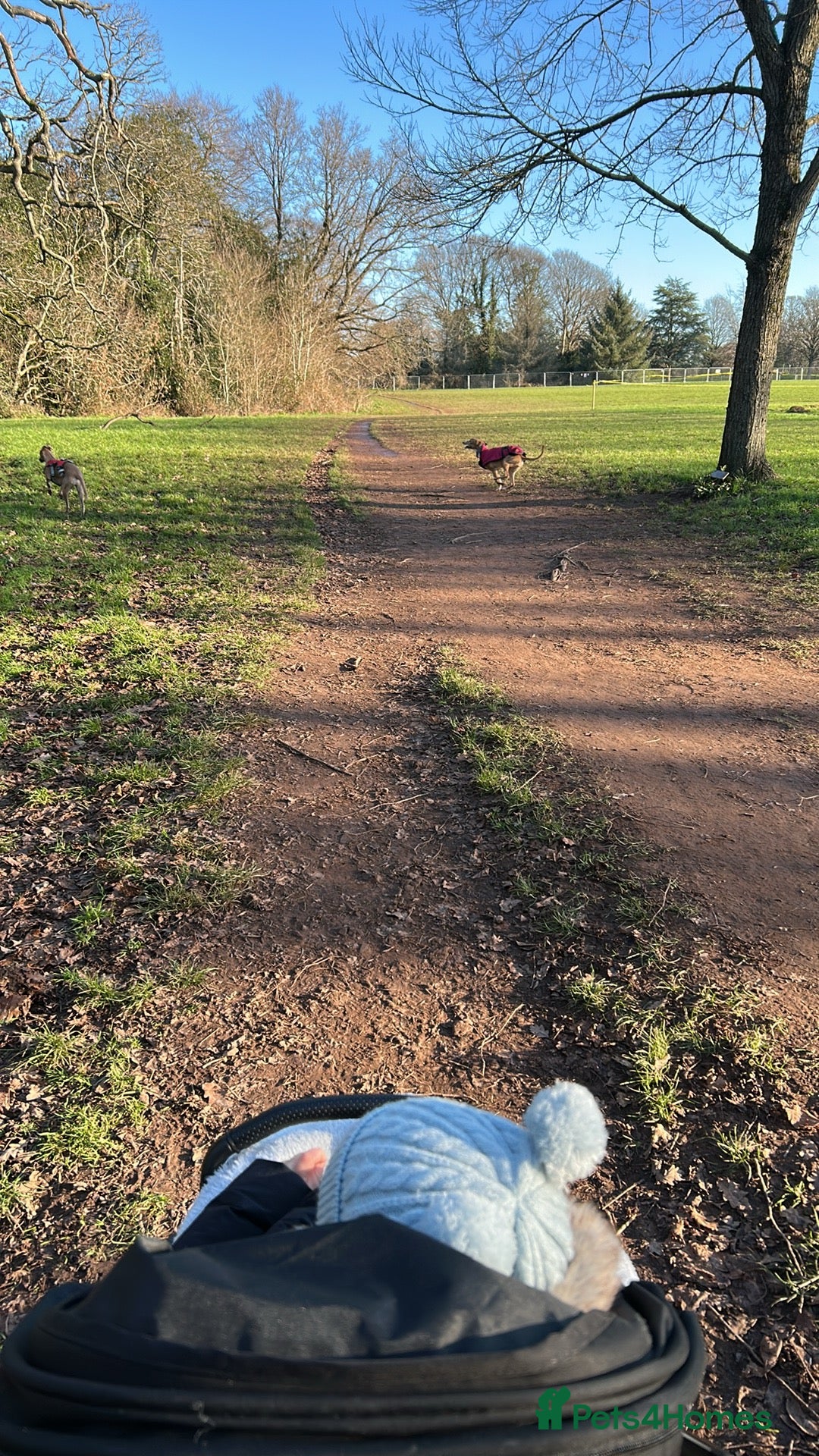 Whippet dogs 10 months old beautiful whippet girl - Advert 5