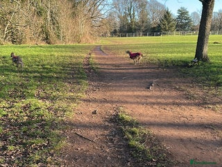 Whippet dogs 10 months old beautiful whippet girl - Advert 5