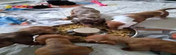 Miniature Dachshund dogs for sale: Miniature Dachshunds - Advert 2