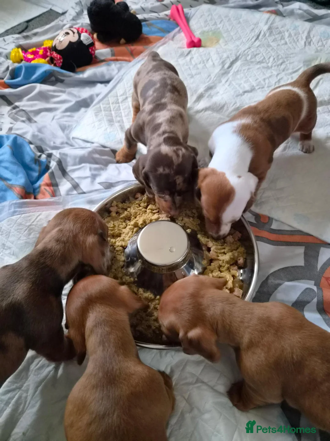 Miniature Dachshund dogs for sale: Miniature Dachshunds - Advert 2