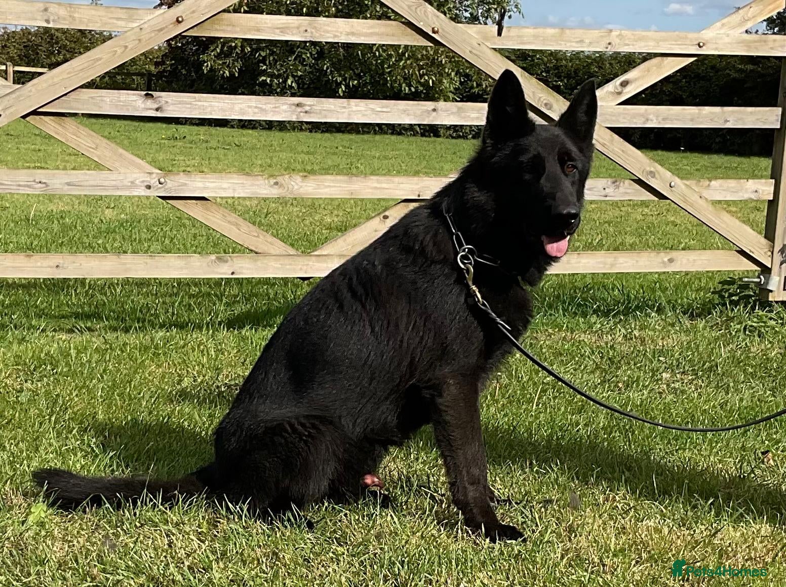 German Shepherd dogs Retiring 3 bitches & 1 black male - Advert 7