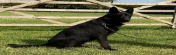 German Shepherd dogs for sale: Retiring 3 bitches & 1 male - Advert 6