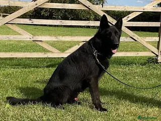 German Shepherd dogs Retiring 3 bitches & 1 black male - Advert 7