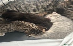 British Shorthair cats for sale: BSH KITTENS - Image 16