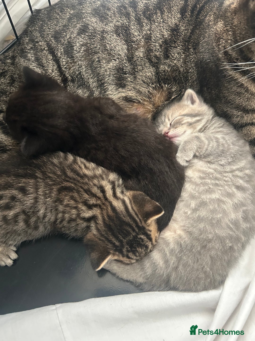 British Shorthair cats for sale: BSH KITTENS - Image 16