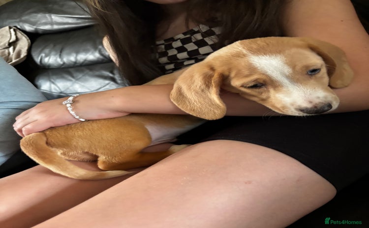 Miniature Dachshund dogs - Advert 2