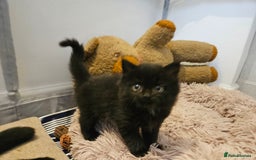 British Shorthair cats for sale: 4 lovely kittens - Image 17