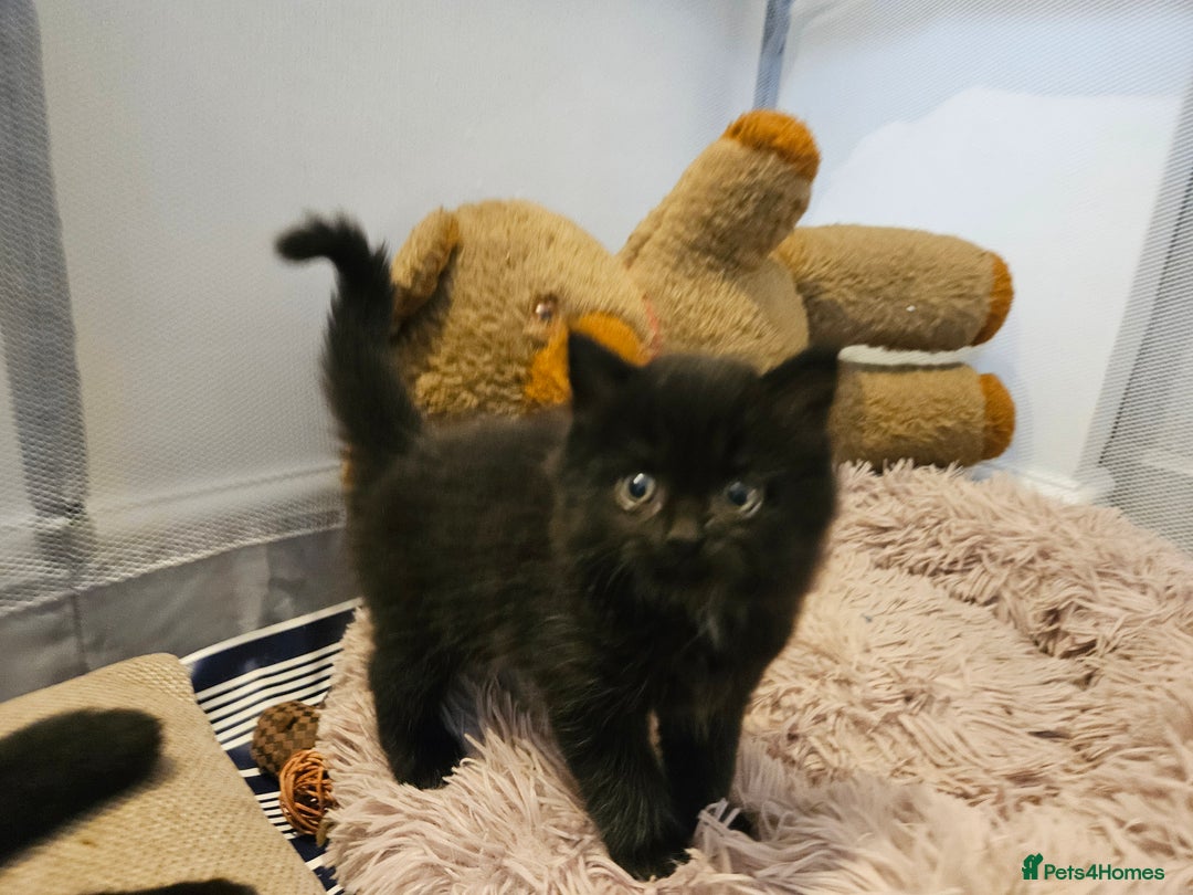 British Shorthair cats for sale: 4 lovely kittens - Image 17