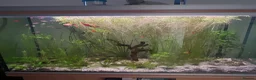Live Bearers fish for sale: Guppies platies and Danios for sale  in Bromley - Advert 2
