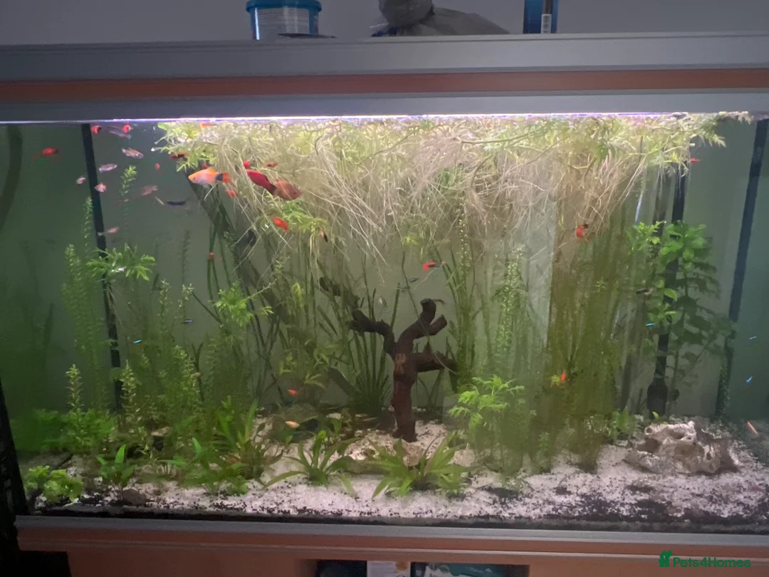 Live Bearers fish for sale: Guppies platies and Danios for sale  in Bromley - Advert 2