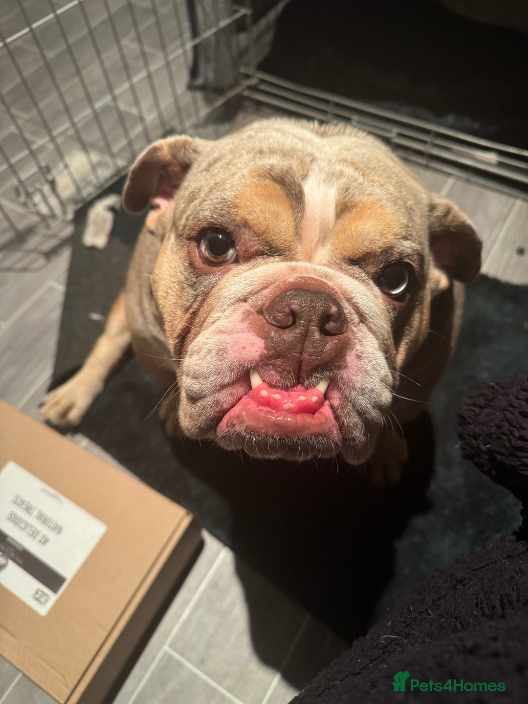 English Bulldog dogs for sale: Female English Bulldog - Image 4