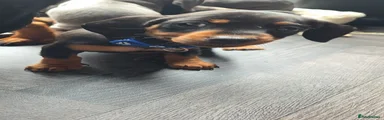 Miniature Dachshund Puppy 4