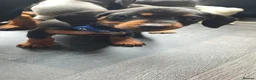 Miniature Dachshund dogs for sale: Miniature Dachshund puppies  - Advert 5
