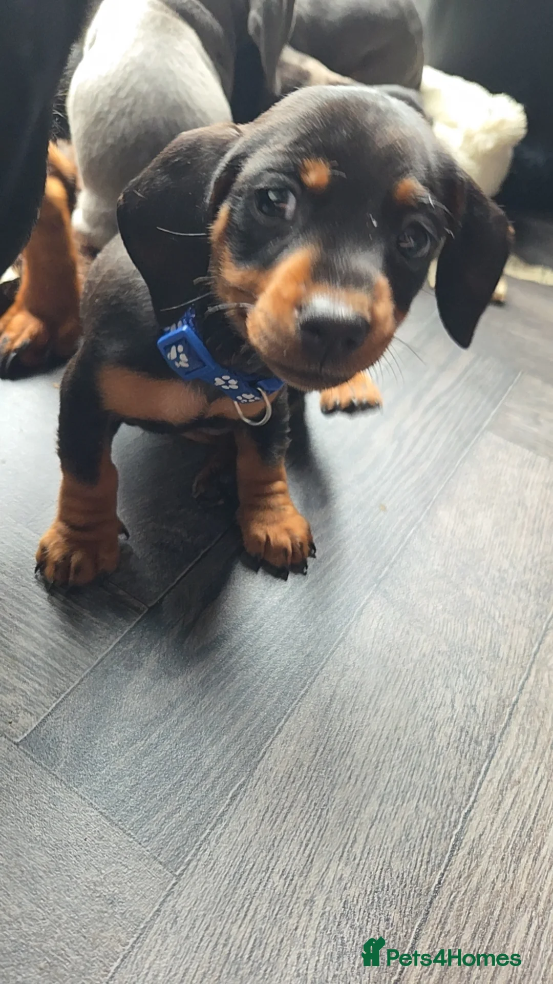 Miniature Dachshund dogs for sale: Miniature Dachshund puppies  - Advert 33