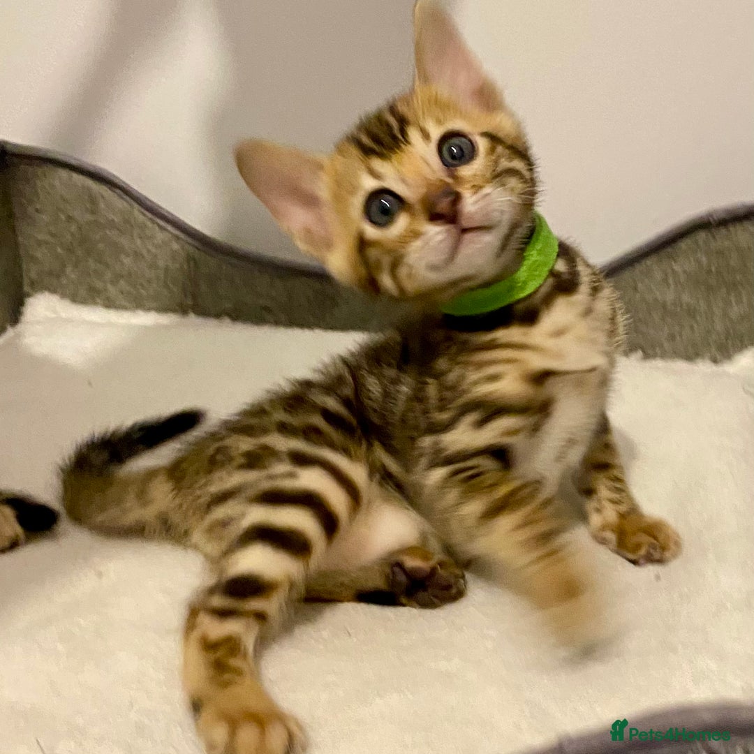 Bengal cats for sale: ⭐️ 1 LEFT!! - STUNNING TICA REG BENGAL CUBS ⭐️ - Image 29