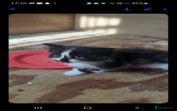 British Longhair cats for sale: Beautiful fluffy kittens - Image 5