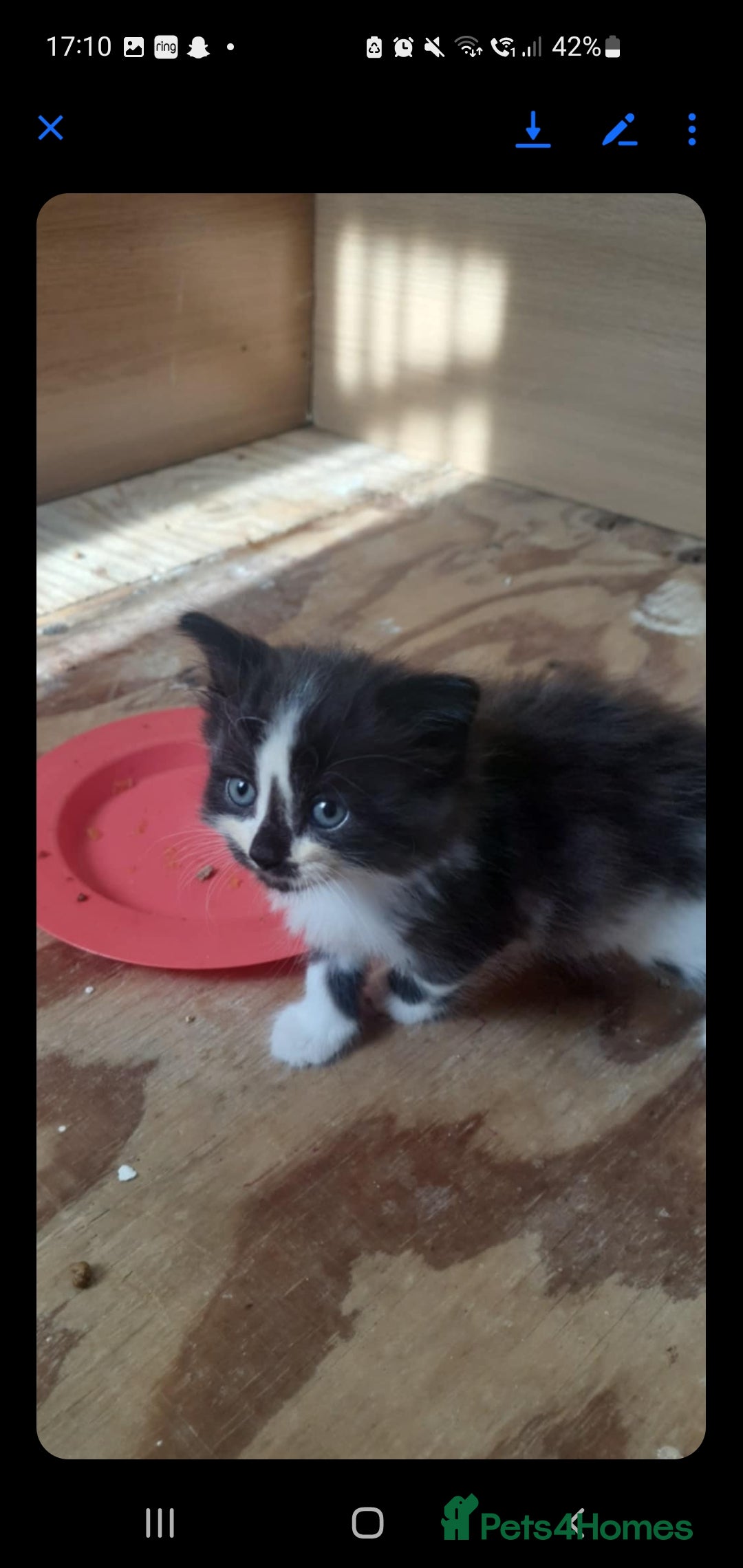 British Longhair cats for sale: Beautiful fluffy kittens - Image 5