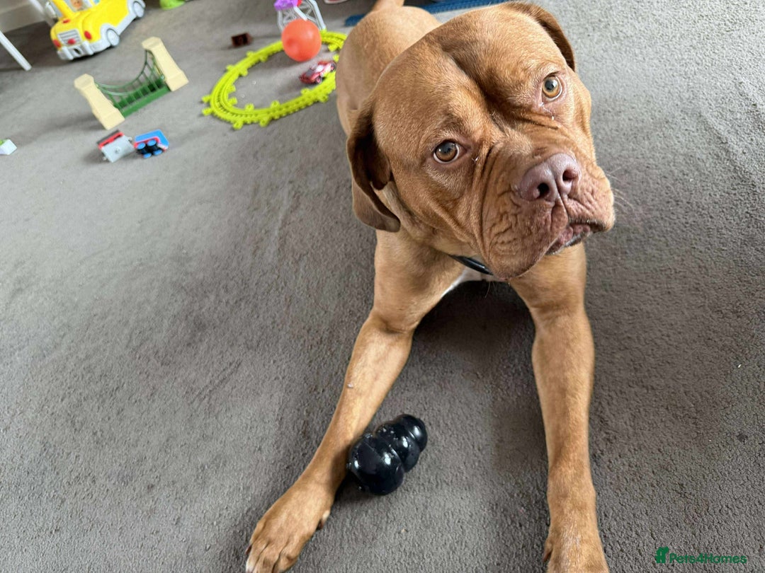 Dogue De Bordeaux dogs for sale: Bourdeau for sale  - Image 5