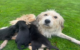 Mixed Breed dogs for sale: Bearded Collie cross New Zealand Huntaway  - Image 11