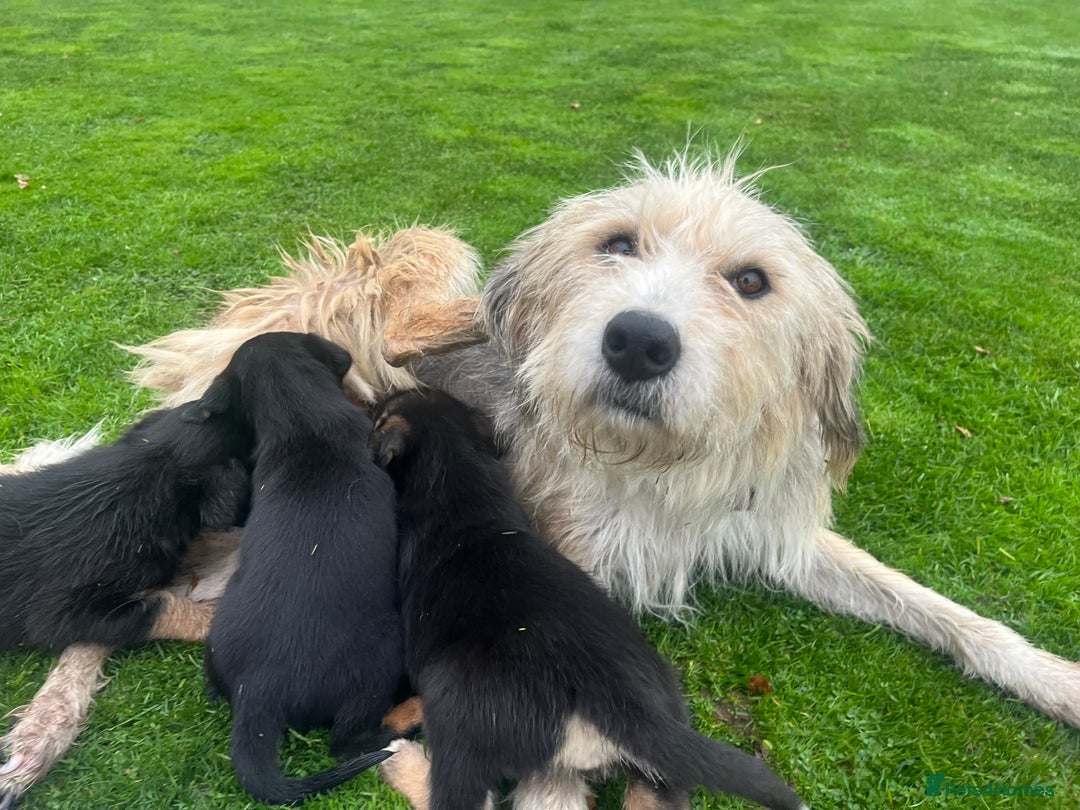 Mixed Breed dogs for sale: Bearded Collie cross New Zealand Huntaway  - Image 11