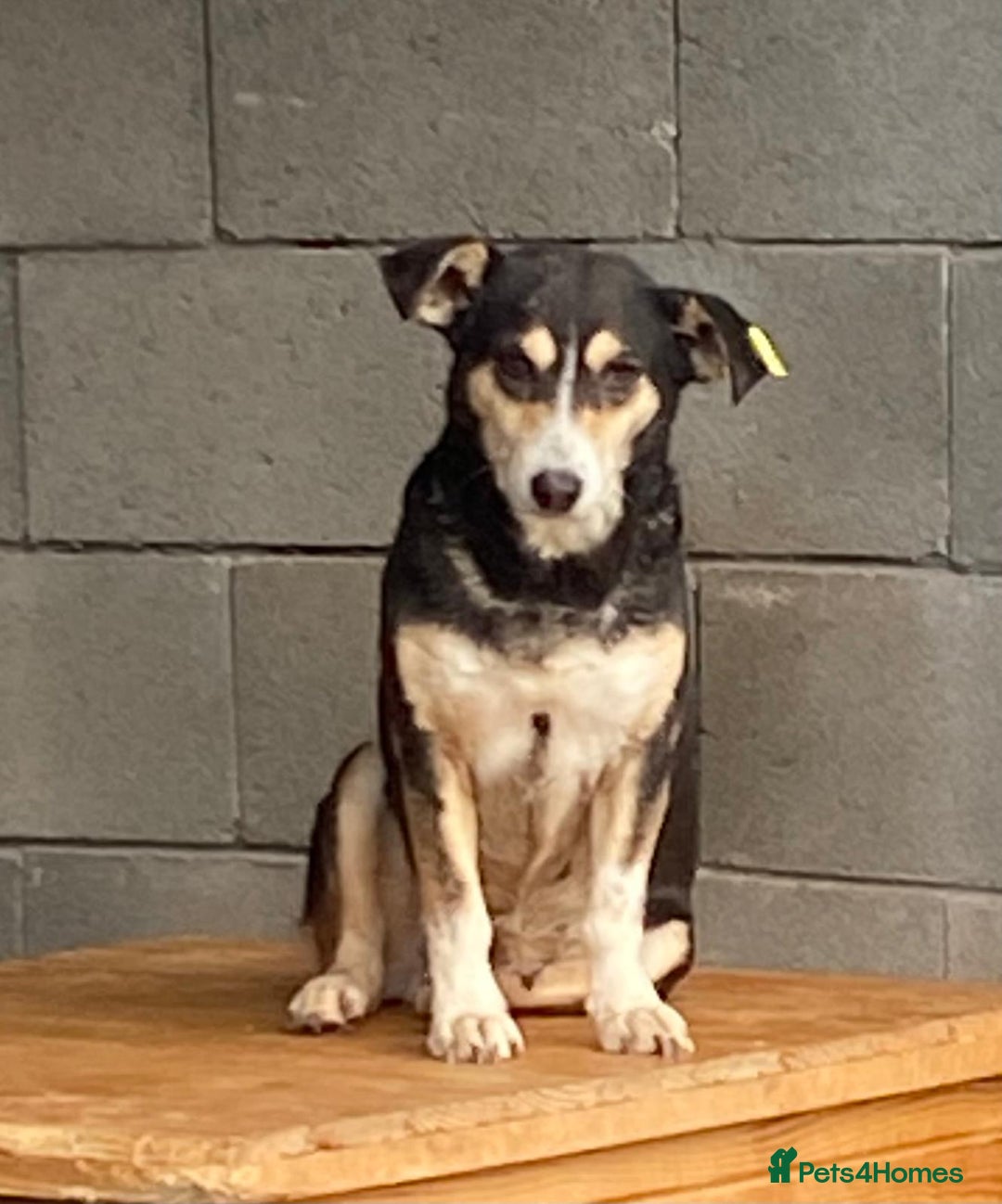 Mixed Breed dogs for adoption: Charm. Approx 7 years. Available for adoption. - Advert 2