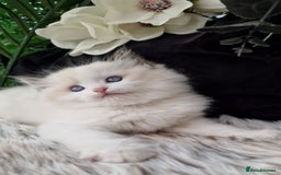 Ragdoll cats for sale: 🩷✨️Lovely Chunky EU kittens✨️🏆TICA Award cattery - Image 30