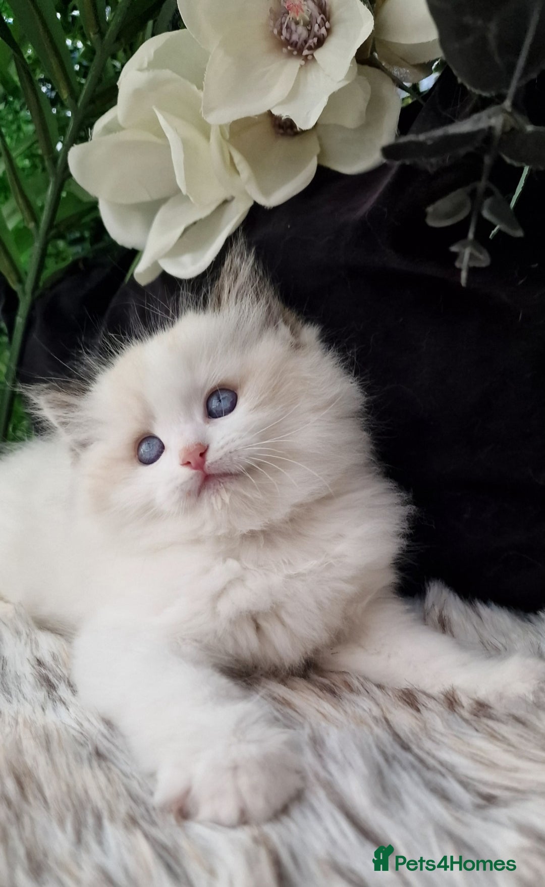 Ragdoll cats for sale: 🩷✨️Lovely Chunky EU kittens✨️🏆TICA Award cattery - Image 30