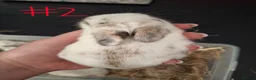 Mini Lop rabbits for sale: 6x Pure breed mini lop baby rabbits- mixed litter - Advert 4