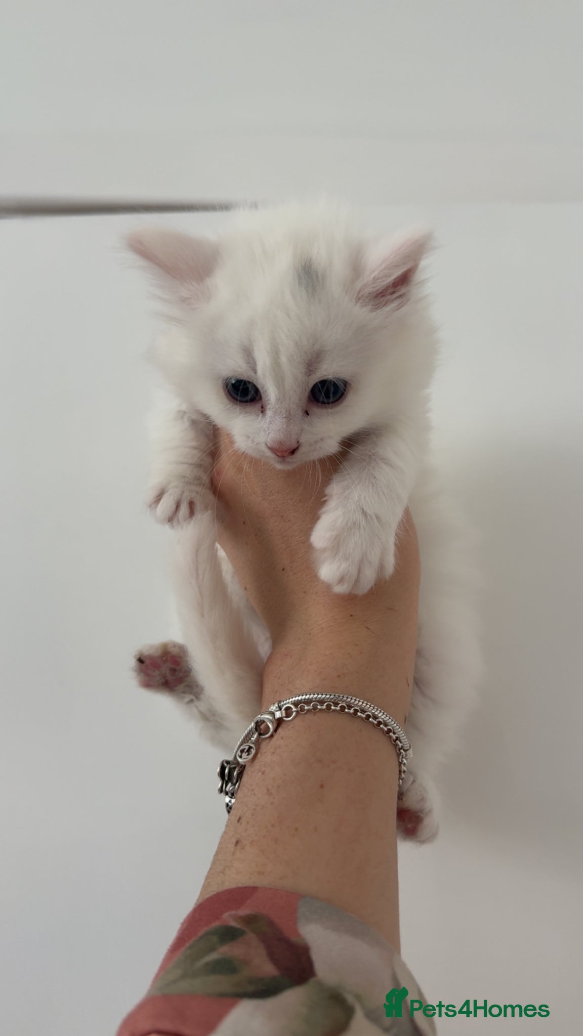 Mixed Breed cats Kittens for sale 3 left! - Advert 16