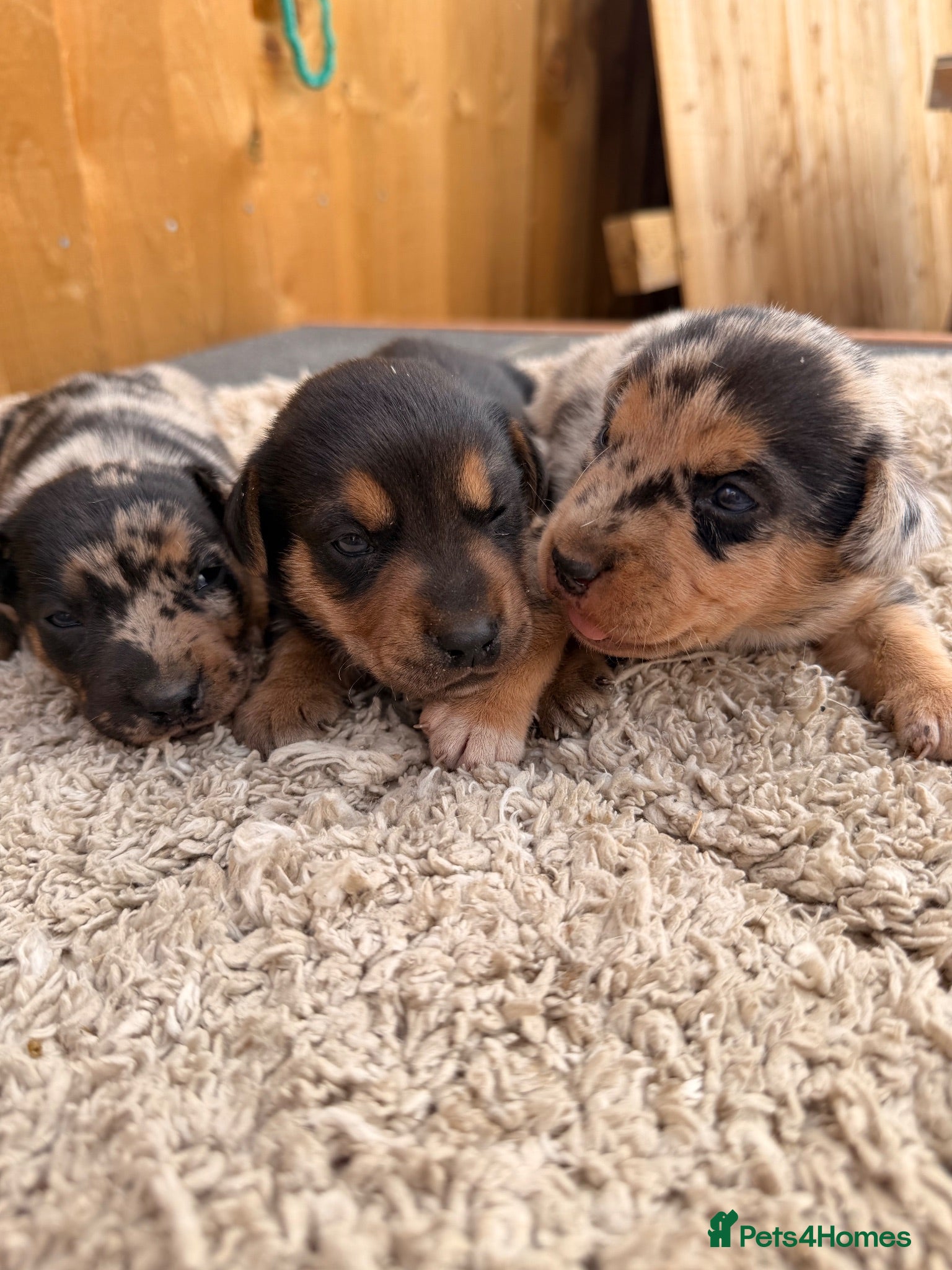 Jackshund dogs Jackshund puppys - Advert 1
