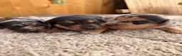 Jackshund dogs for sale: Jackshund puppys in Evesham - Advert 1