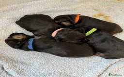 Border Terrier dogs for sale: Border Terrier pups - Blue & Tan - Image 9