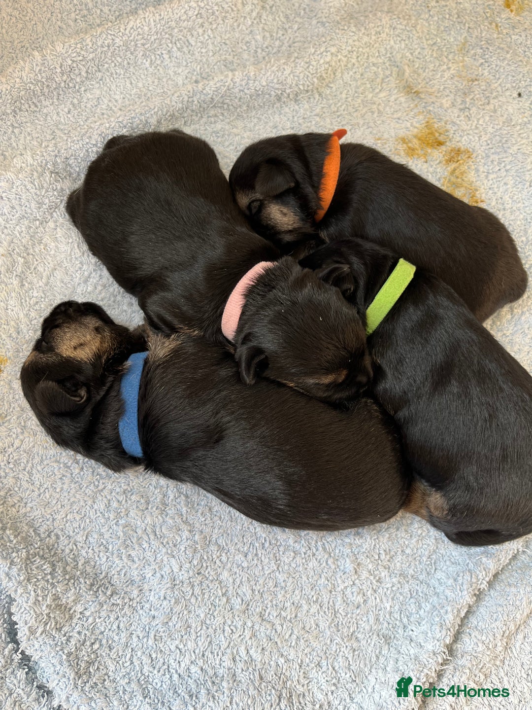 Border Terrier dogs for sale: Border Terrier pups - Blue & Tan - Image 9