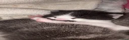 Domestic Shorthair cats for sale: Four beautiful healthy happy kittens  - Advert 26