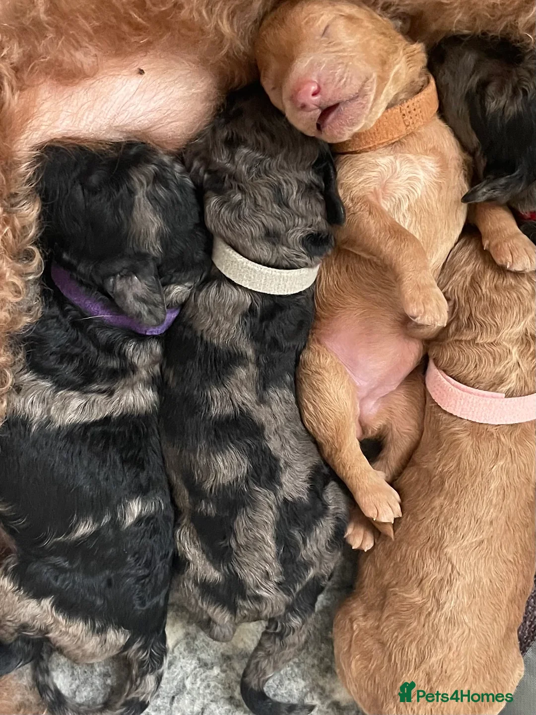 Miniature Poodle dogs for stud: Blue Merle Miniature Poodle (PROVEN) Health Tested in Sunderland - Advert 10