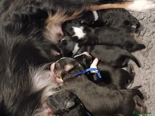 Border Collie dogs 8 beautiful puppies - Advert 6