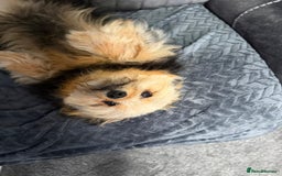 Pomeranian dogs for sale: 10 month old Pomeranian male boy - Advert 4
