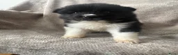 Akita dogs for sale: Beautiful Chunky American Akita Puppies - Advert 30